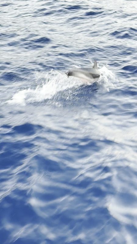Delfin i kølvandet syd for Skiathos, juli 2025 — billede fra video