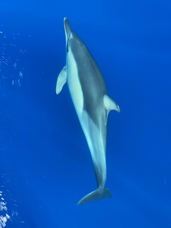 Delfin lige under overfladen i klart blåt vand, set fra dækket