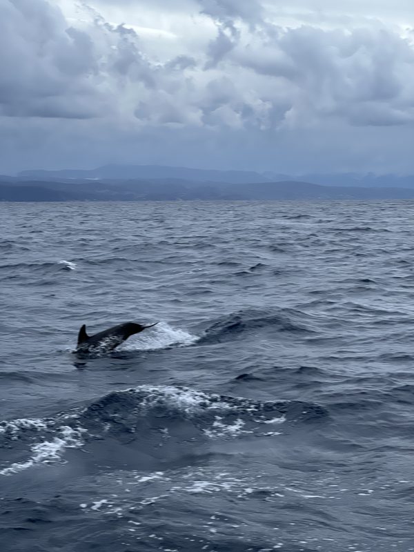 Delfin springer ud af vandet under en grå himmel